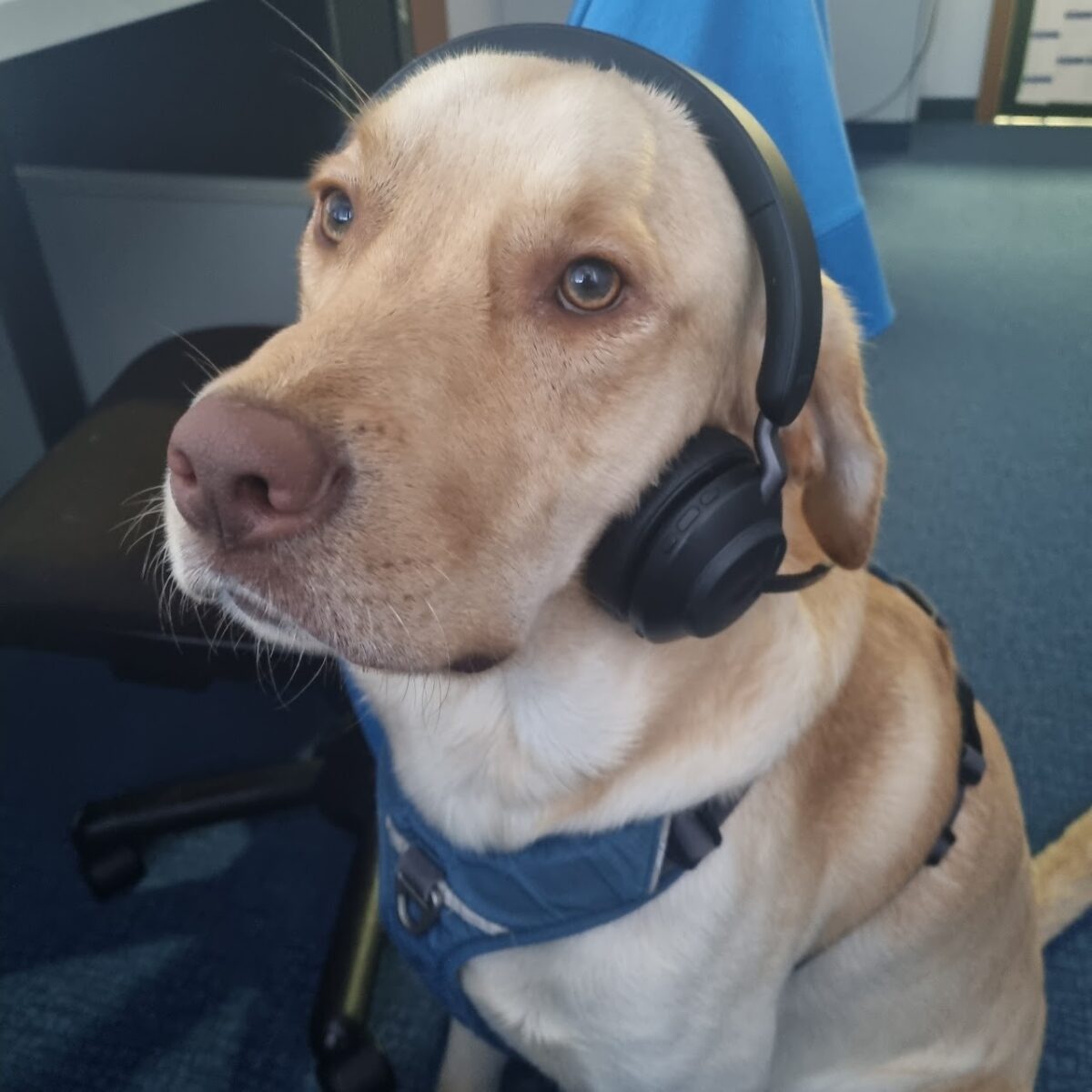 Labrador (Hund) mit einem Headset auf dem Kopf.